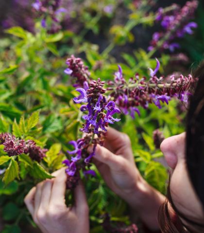 Kobieta trzymająca fioletowe kwiaty szałwii czerwonej (Salvia miltiorrhiza).