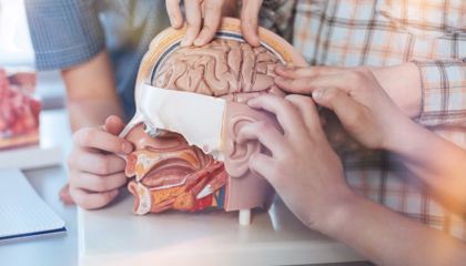 Grupa osób bada model anatomiczny ludzkiej głowy i mózgu, ucząc się o ich budowie i funkcjach.