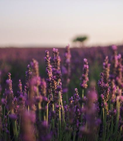 Zbliżenie na pole lawendy (Lavandula angustifolia) oświetlane przez zachodzące słońce.