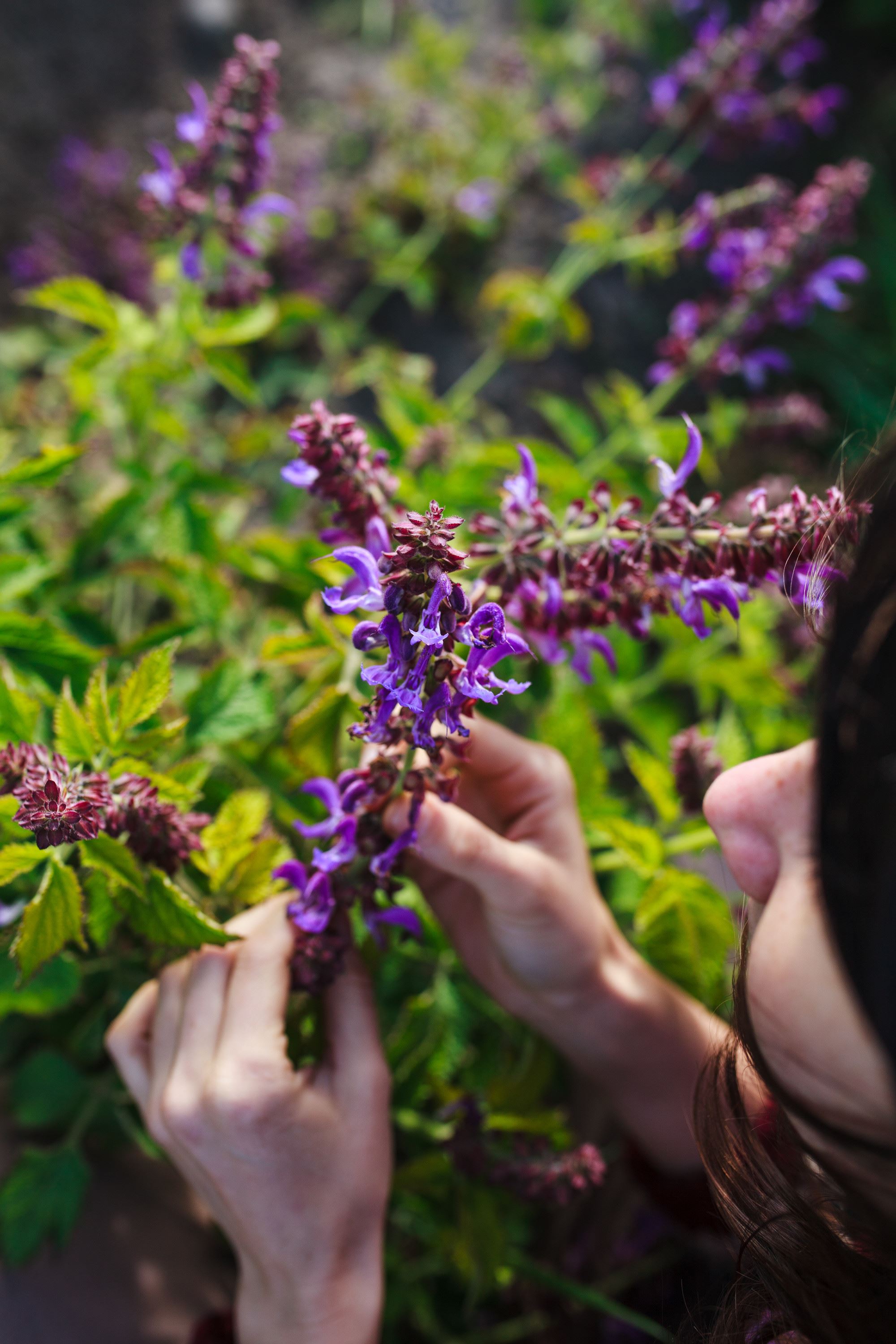 Kobieta trzymająca fioletowe kwiaty szałwii czerwonej (Salvia miltiorrhiza).