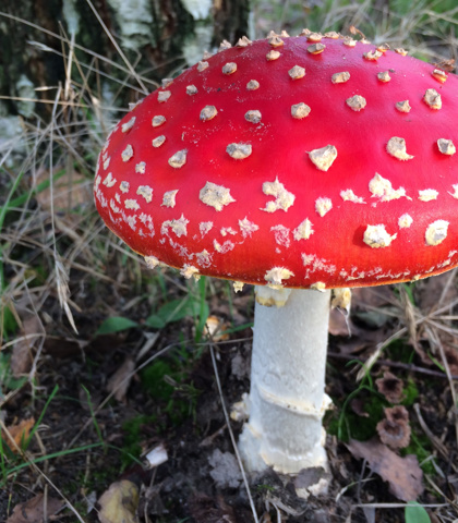 amanita muscaria muchomor w lesie