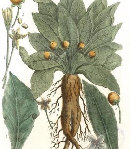 Ilustracja mandragory lekarskiej (Mandragora officinarum): duże zielone liście, żółte, okrągłe owoce i korzeń o ludzkim kształcie.
