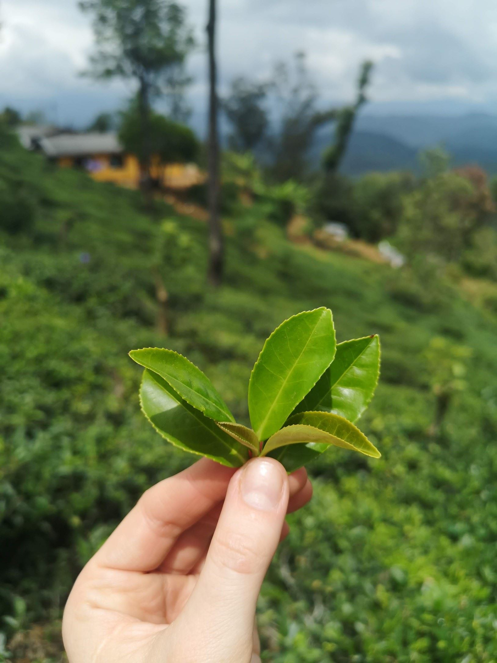 Liście herbaty w dłoni