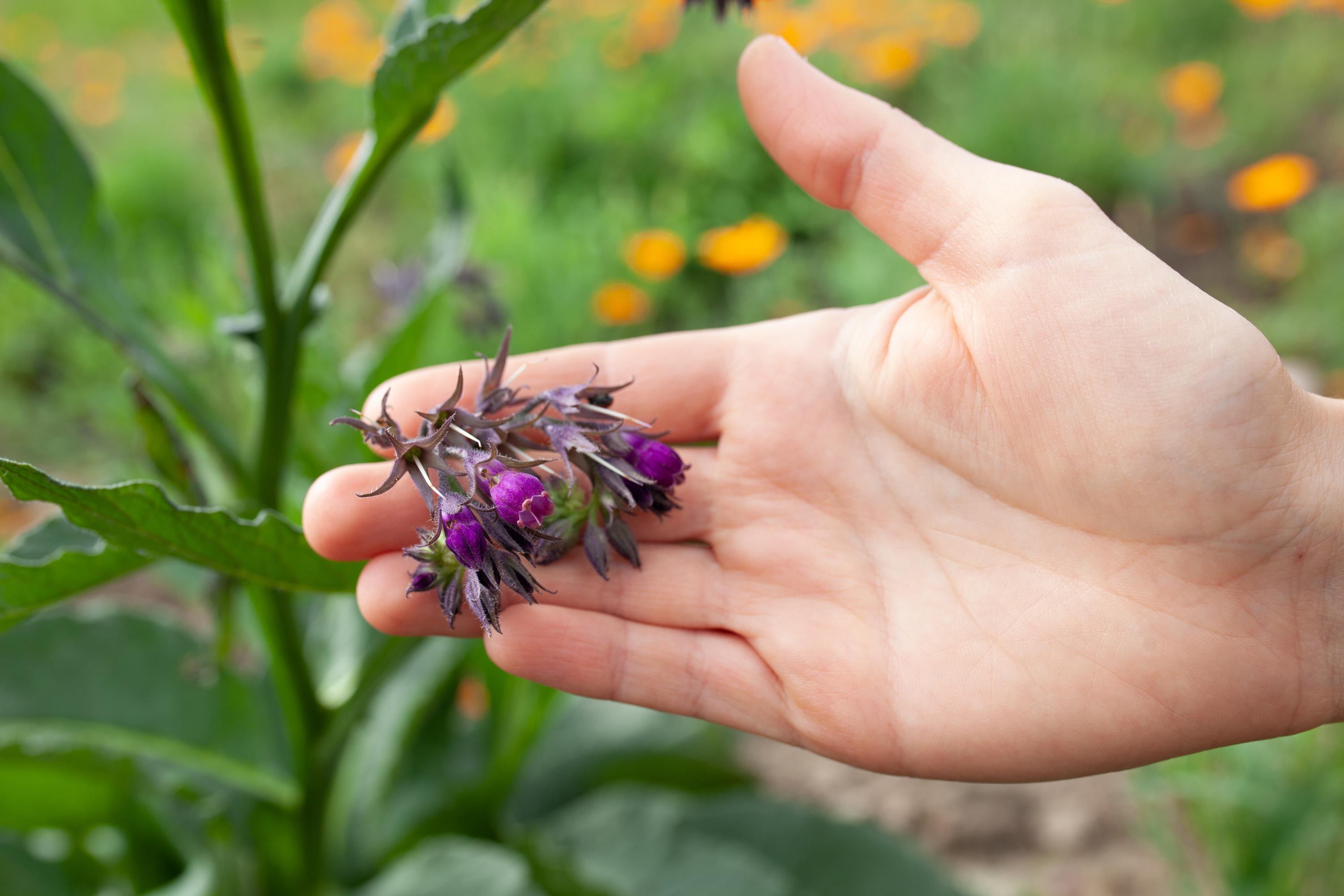 żywokost - kwiaty w dłoni
