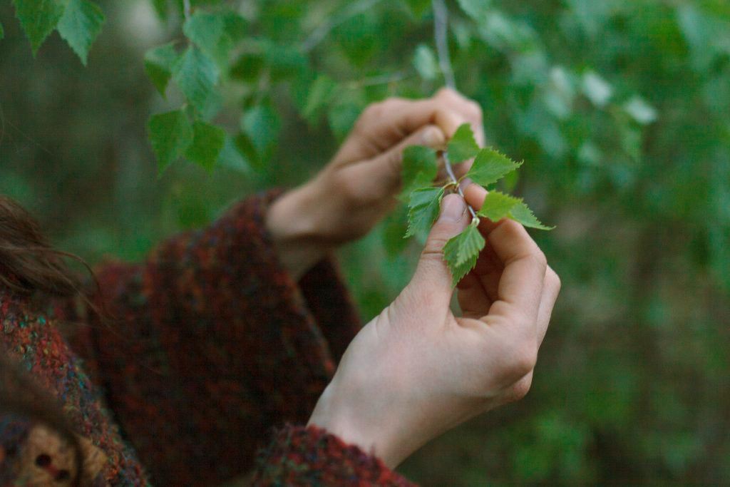 Młoda gałązka brzozy w rękach zielarki.