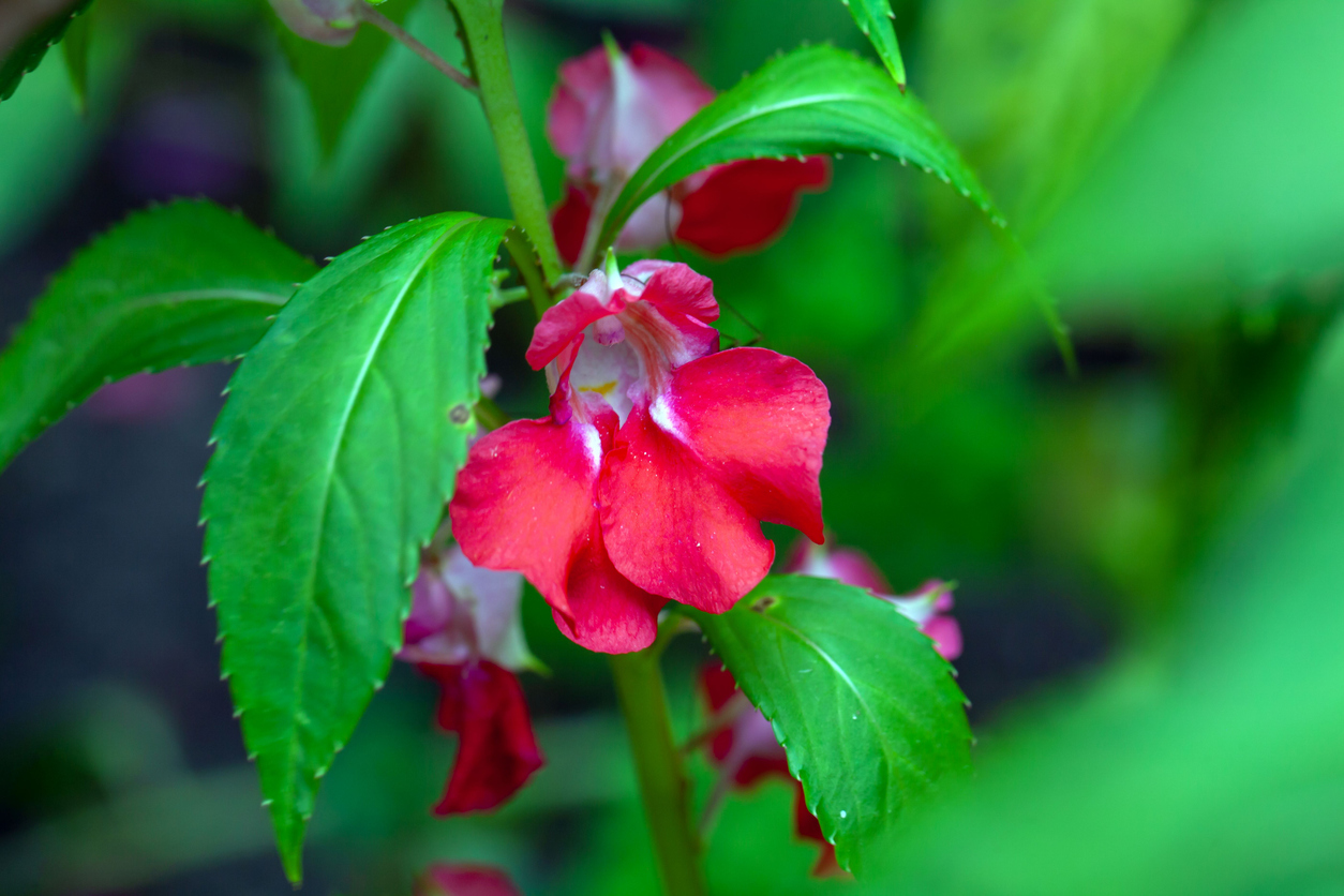 Kwitnący niecierpek balsamina (Impatiens balsamina).