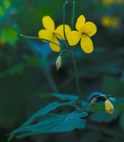 Żółte kwiaty glistnika jaskółcze ziele (Chelidonium majus).