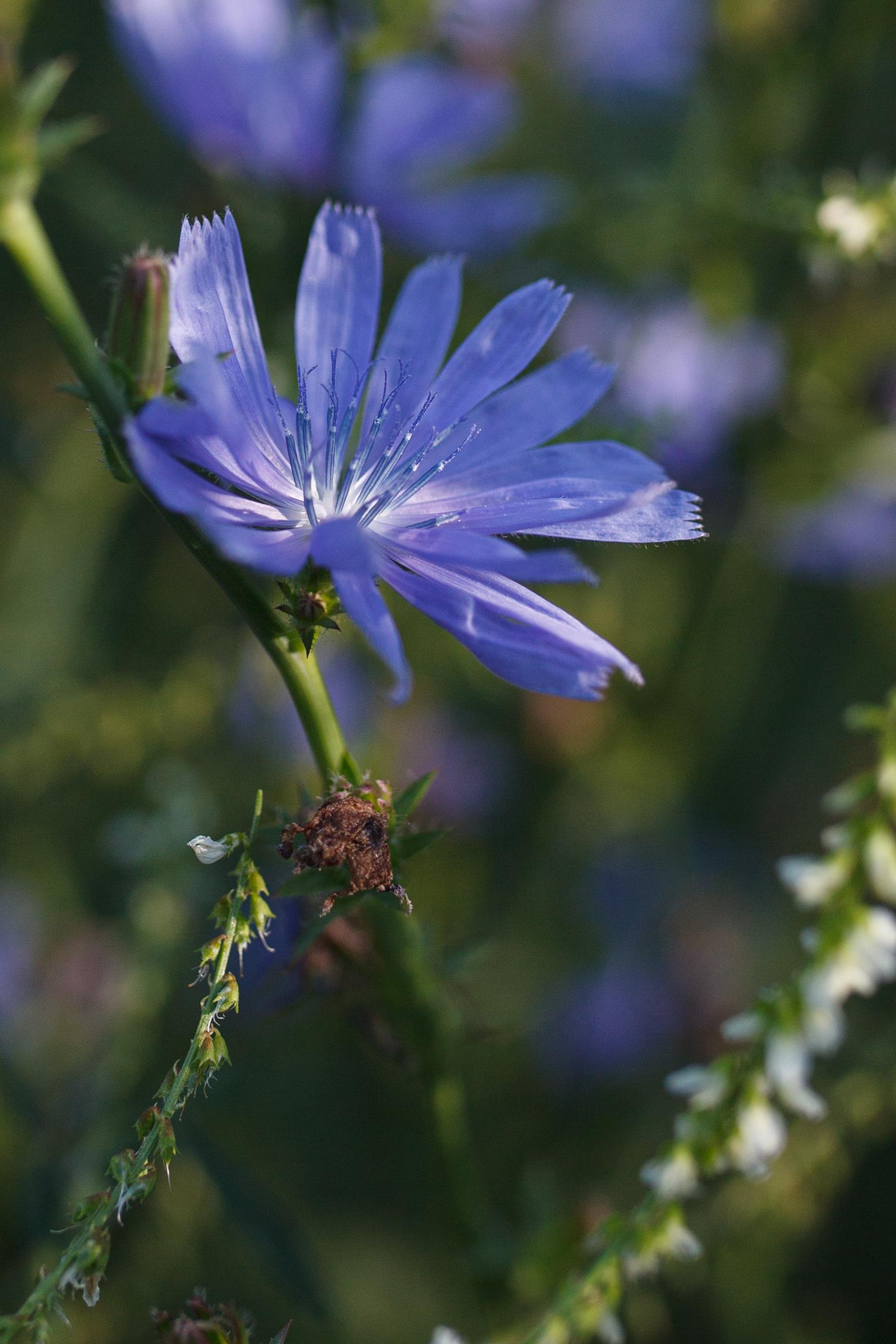 niebieski kwiat cykorii podróżnik