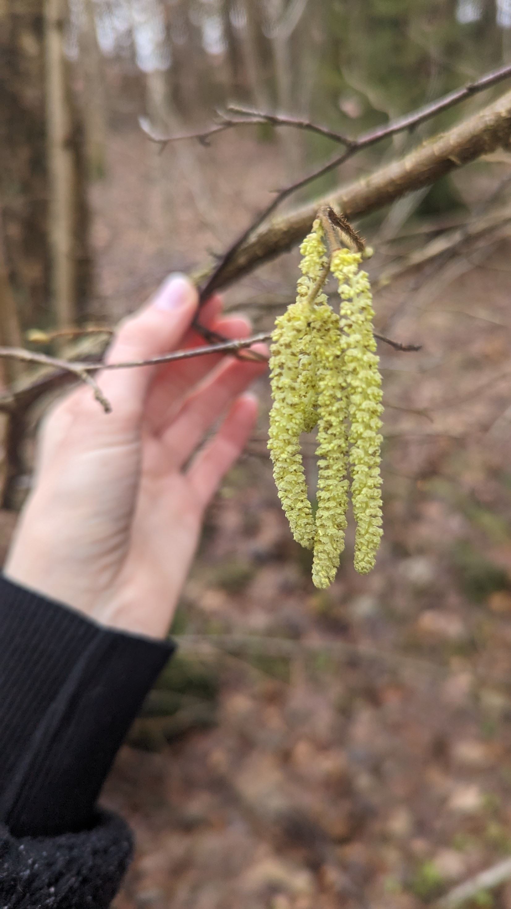 Dłoń trzymająca gałązkę leszczyny z kwiatostanem.